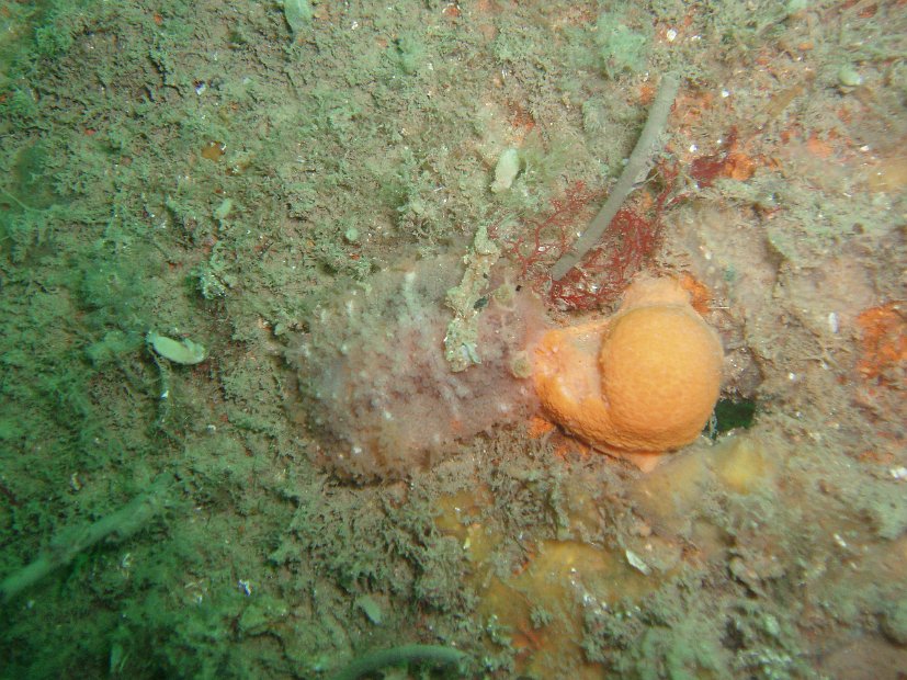 Nudi 3