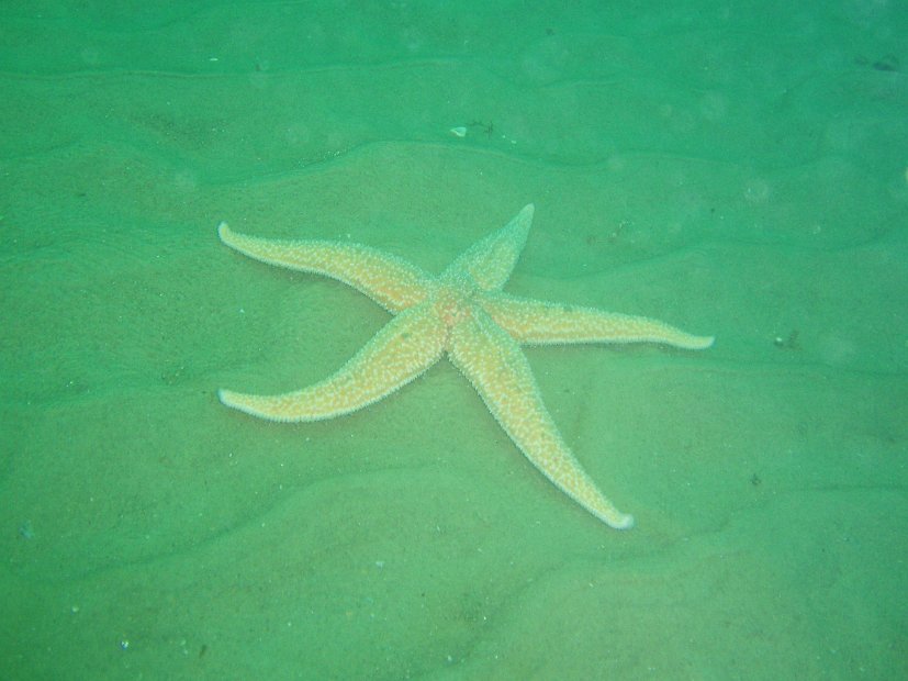 BIG starfish