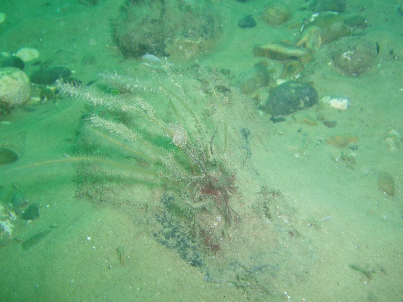 Nudi 2