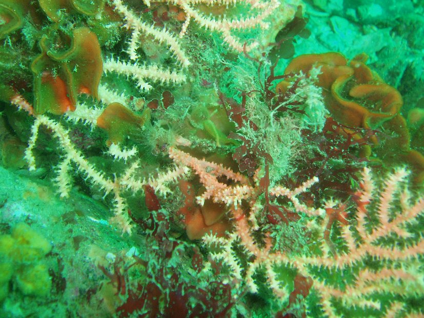 P7294318