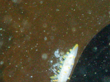P1013819-cropped.png