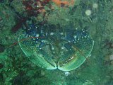 P7294329-cropped.jpg