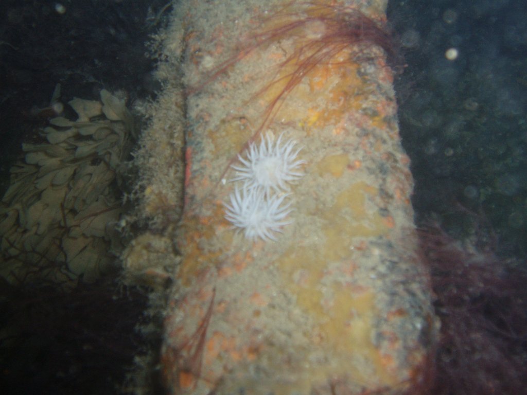 Margaret Smith wreck