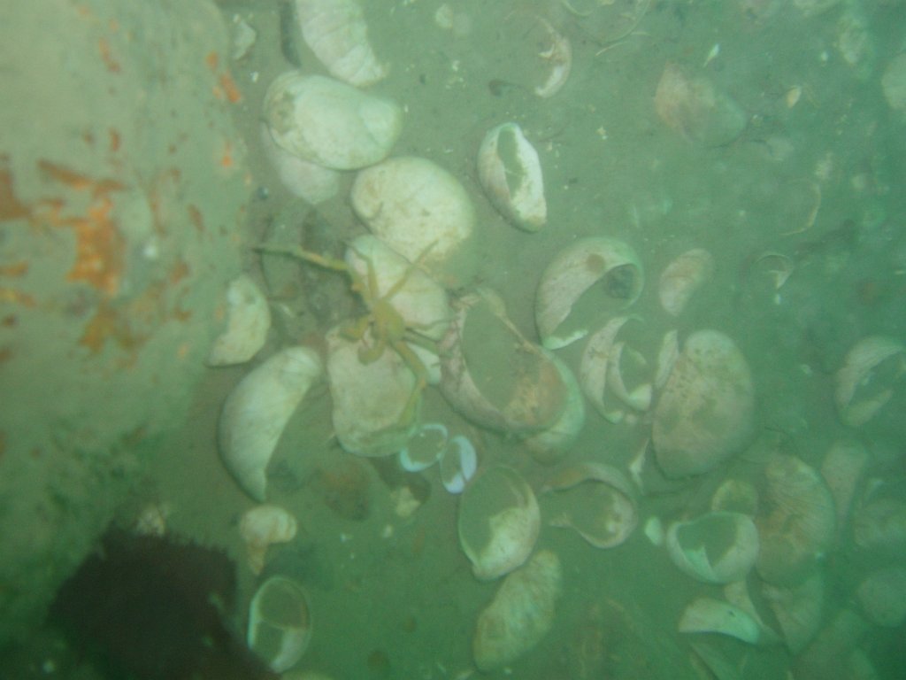 Bembridge rMCZ