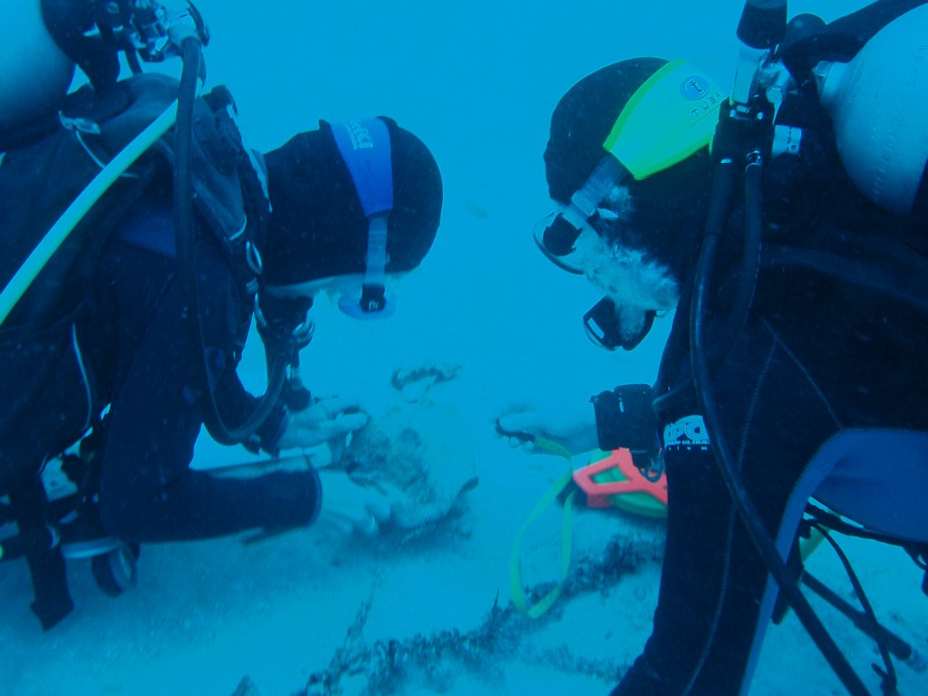 Conch survey