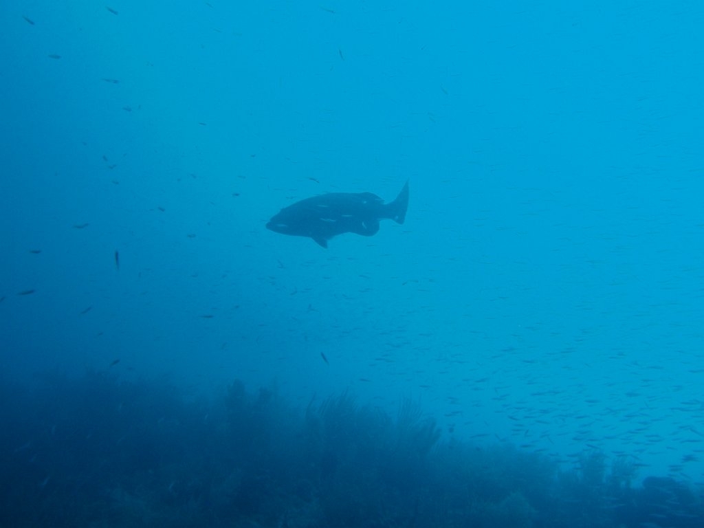 Lime Caye Wall