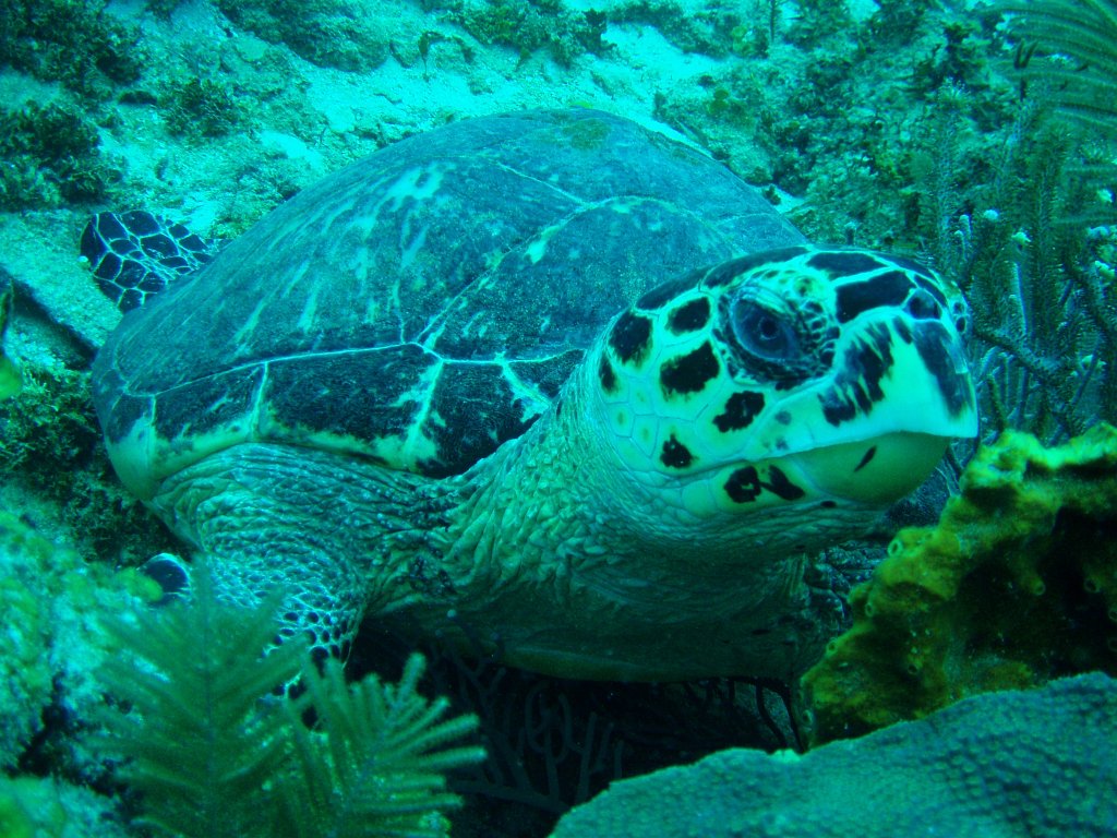 Hawksbill turtle