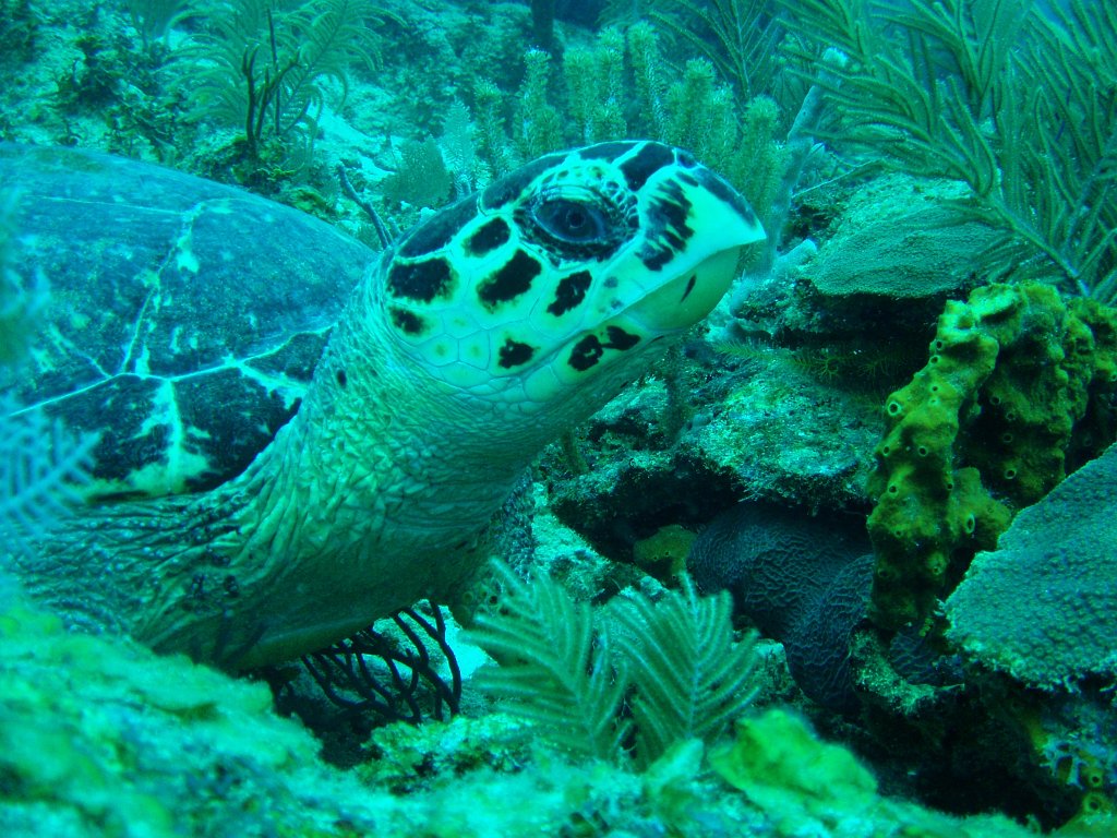 Hawksbill turtle