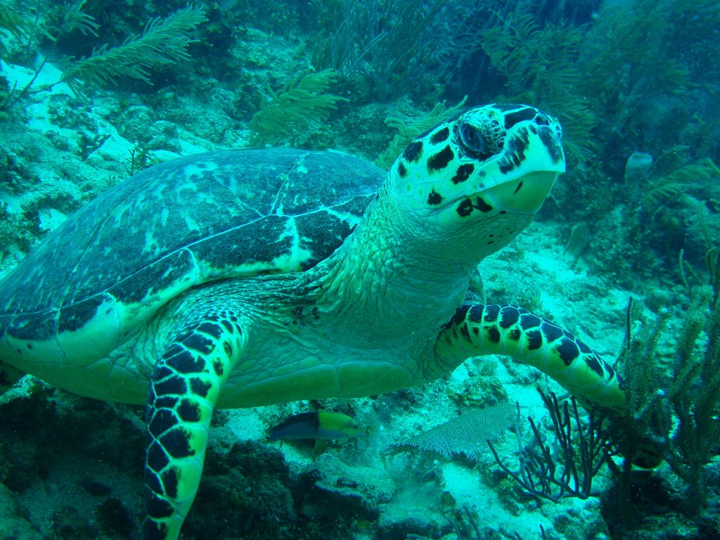 Hawksbill turtle