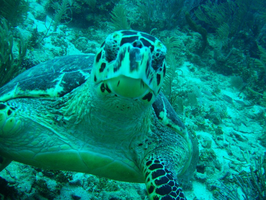 Hawksbill turtle