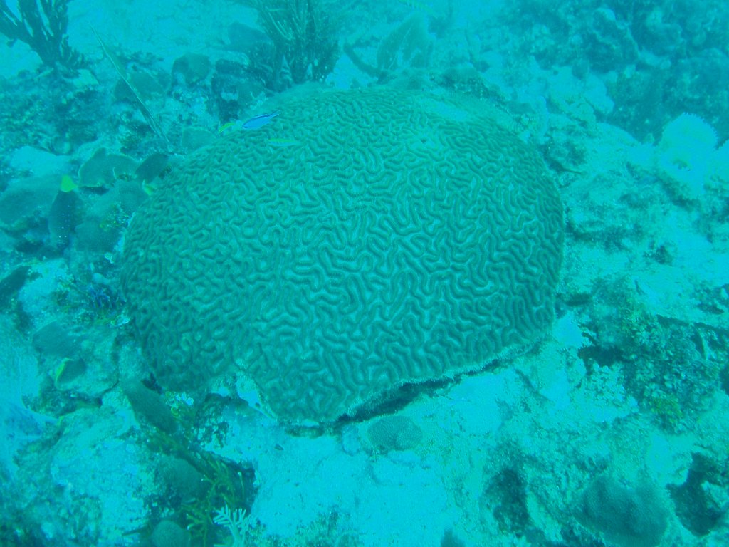 Big coral