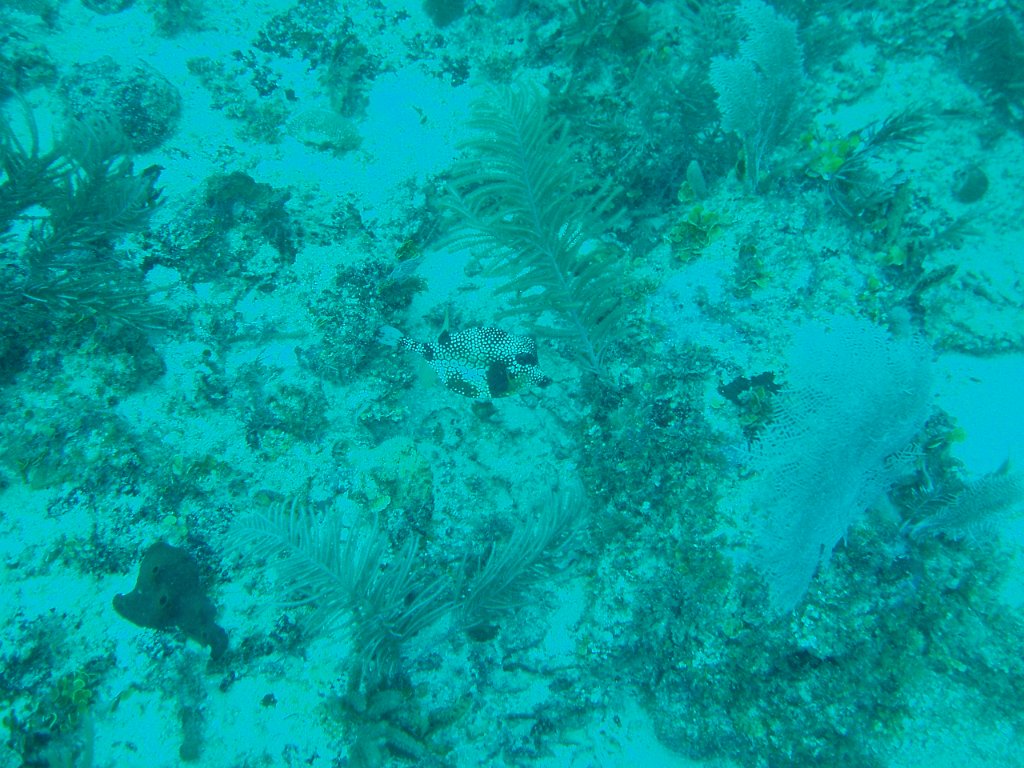 Smooth trunkfish
