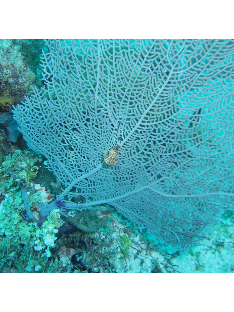 Flamingo tongue