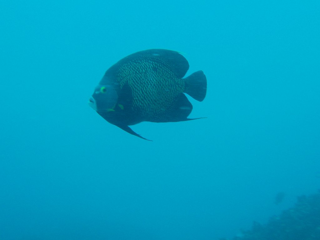 French alngelfish