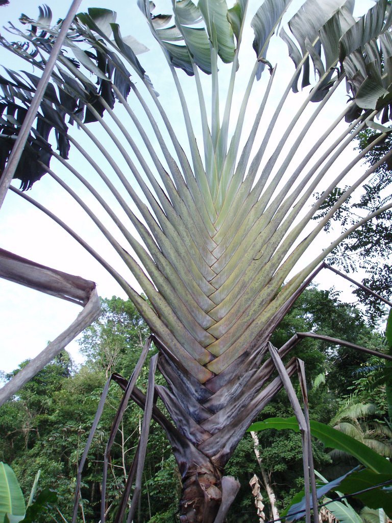 Traveller palm