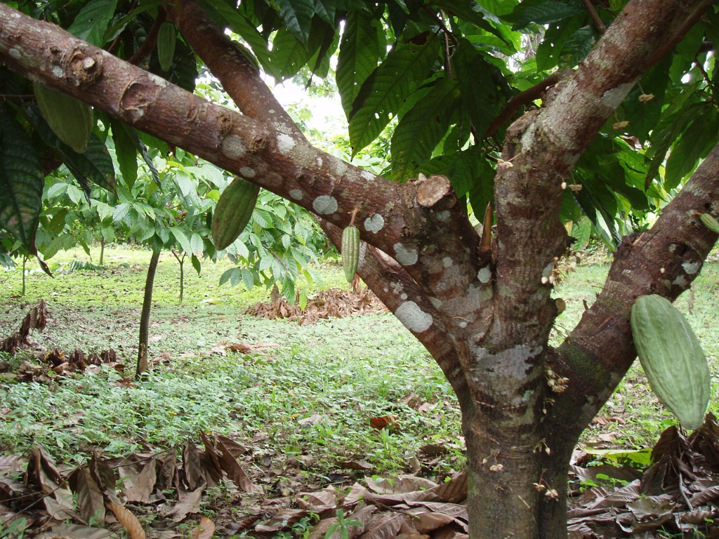 Cacao tree