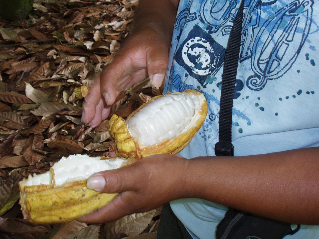 Cacao pod