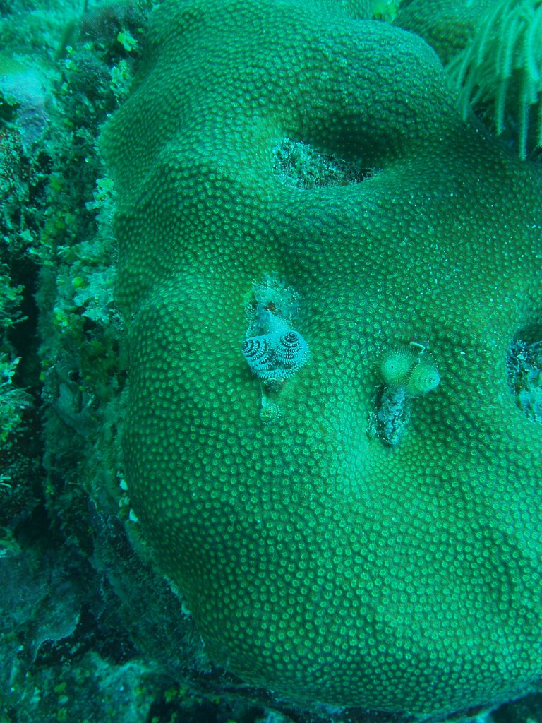 Christmas tree worms!