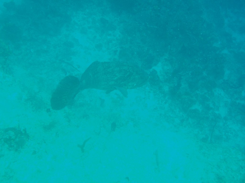 Very large grouper