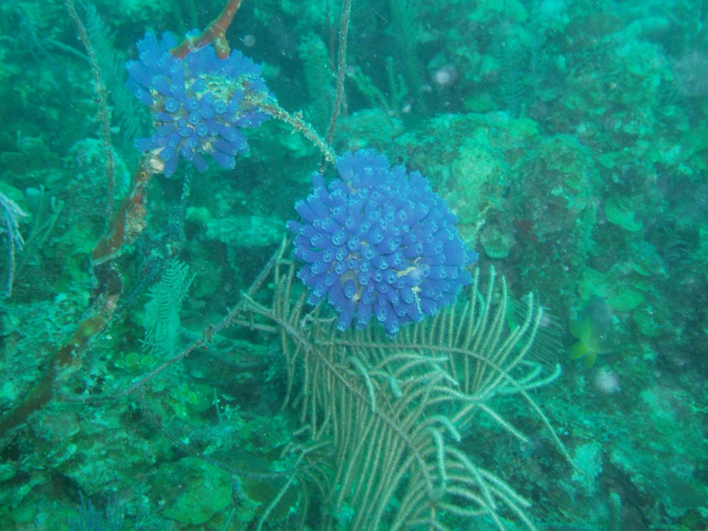 Bluebell tunicates