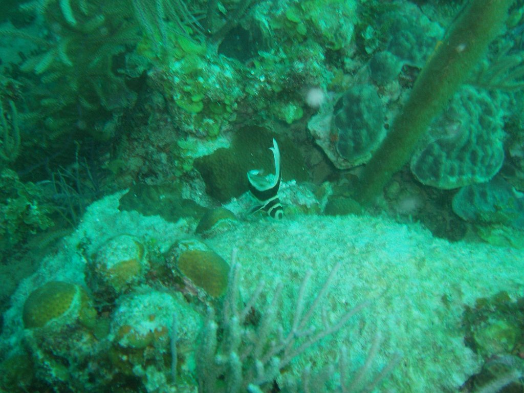 Spotted drum