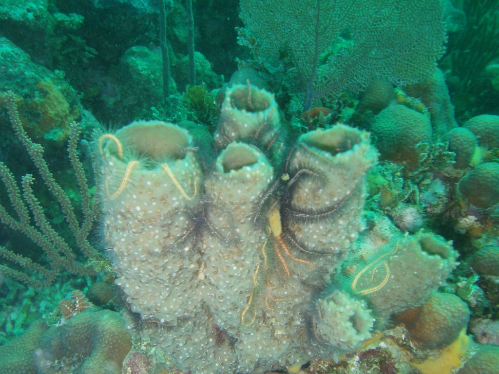 A vase of brittlestars