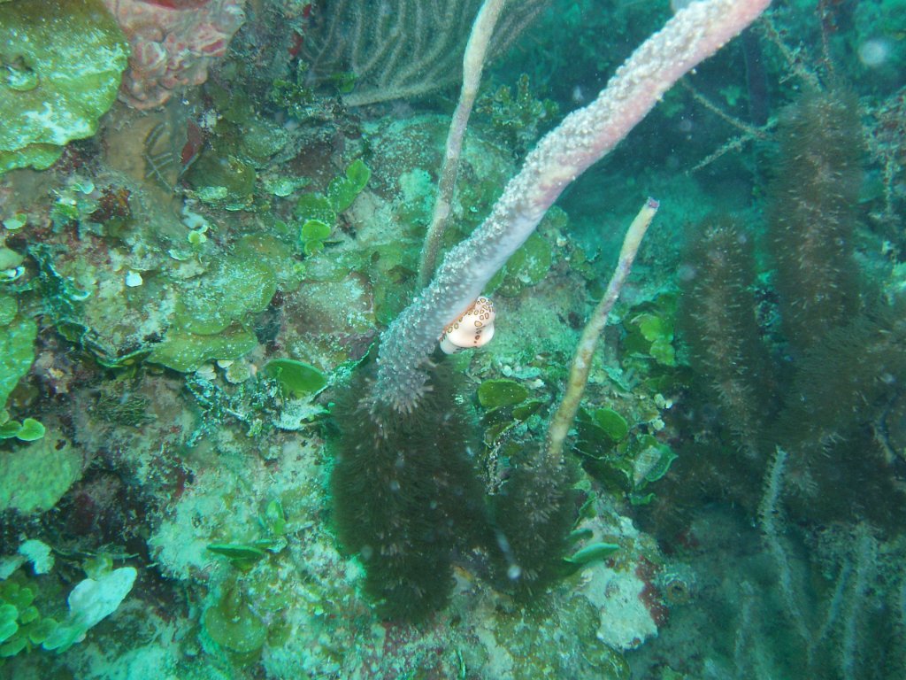 Flamingo tongue