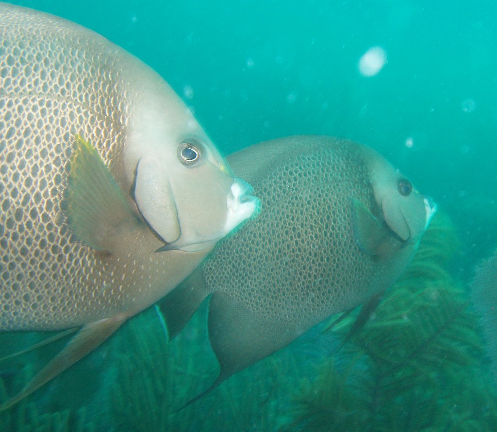 Grey angelfish