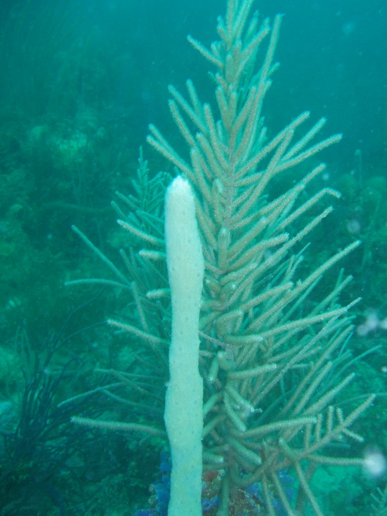Reef loveliness