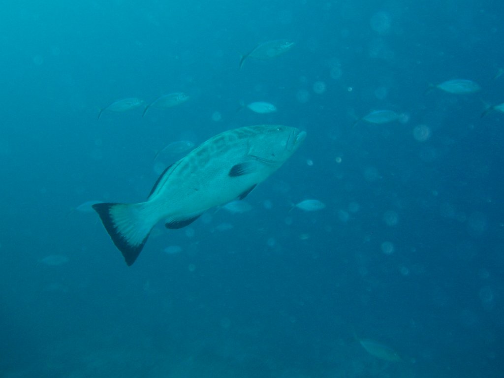 Black grouper