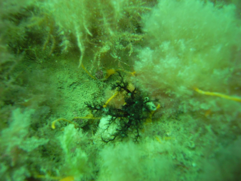 Sea cucumber