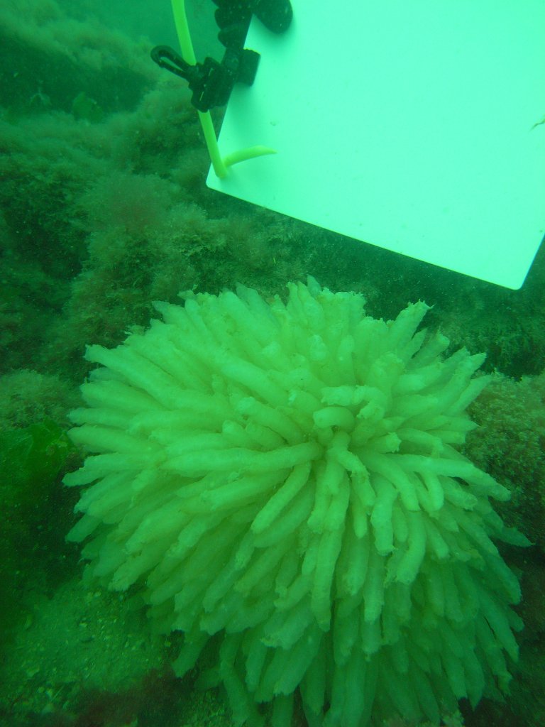 Squid eggs