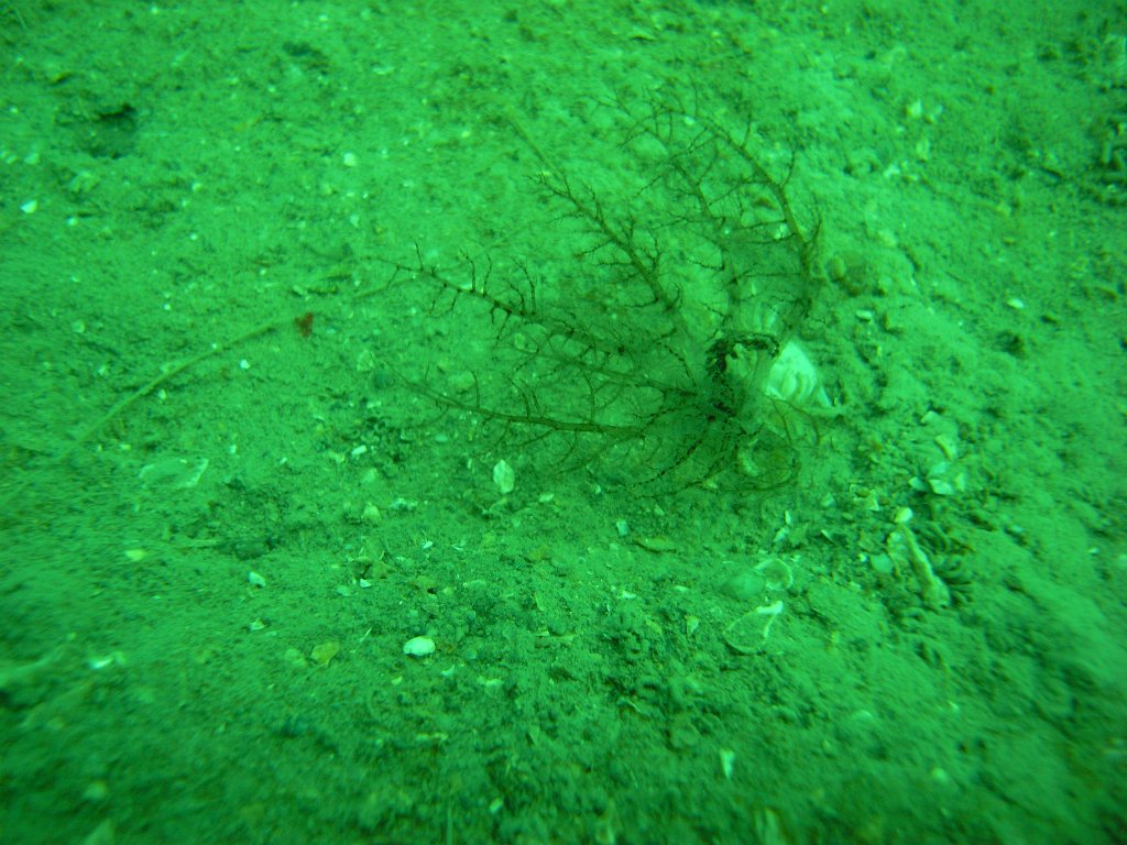 Sea cucumber