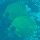 Pair of masked butterflyfish, Northern Red Sea