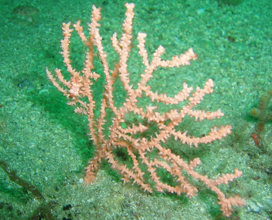 Pink sea fan (Eunicella verrucosa) and nudibranch (Tritonia nilsodhneri), L'Étac, Sark C.I.
