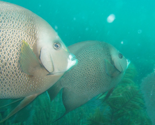 Grey angelfish (Pomacanthus paru), Sapodilla Cayes, Belize