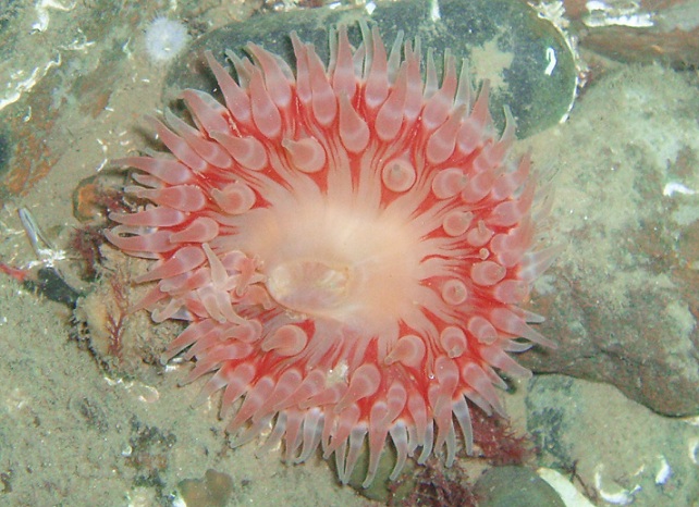 Dahlia anemone (Urticina felina), Rosalie wreck, North Norfolk U.K.