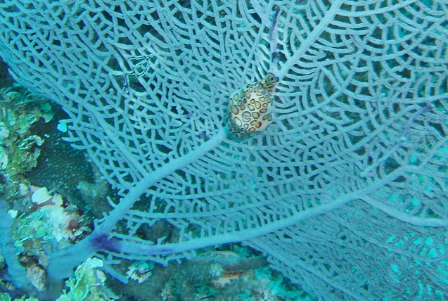 Flamingo tongue (Cyphoma gibbosum), Sapodilla Cayes, Belize