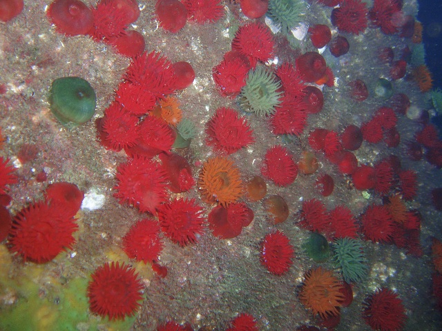 Beadlet anemones (Actinia equina), Gouliot Caves, Sark C.I.