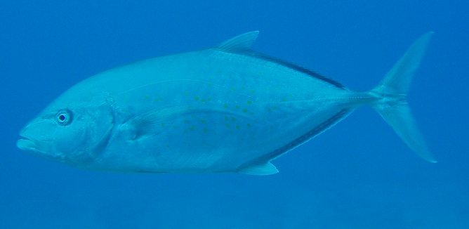 Yellow-spotted trevally (Carangoides fulvoguttatus), Northern Red Sea