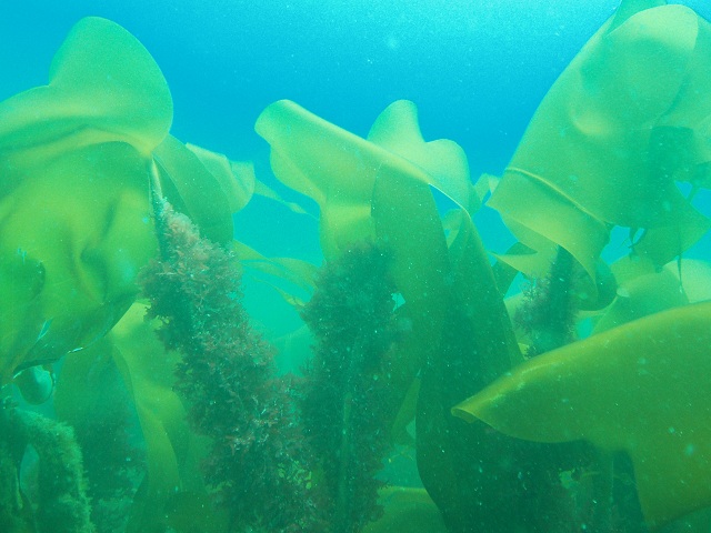 Kelp, Plymouth Sound U.K.