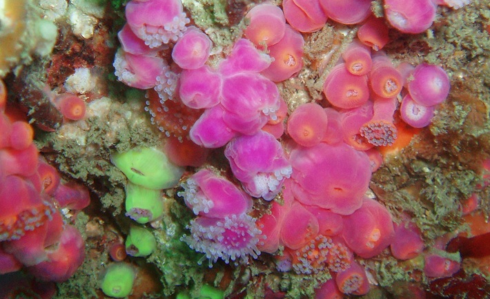 Mixed jewel anemones (Corynactis viridis), Pavlaison, Sark C.I.