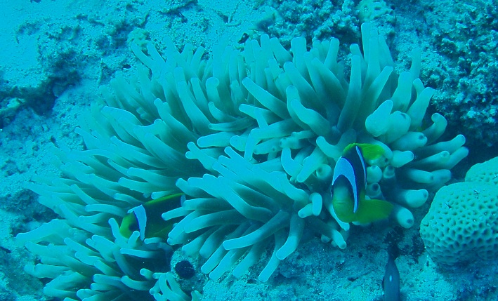 Anemonefish (Amphiprion bicinctus), Gobal Island, Northern Red Sea