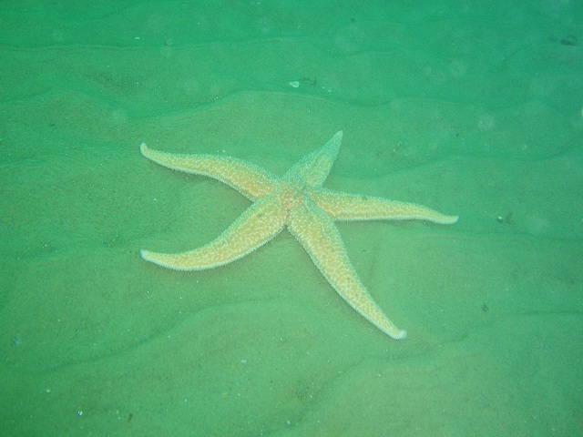 Common starfish (Asterias rubens) on the sand, Rosalie wreck, North Norfolk U.K