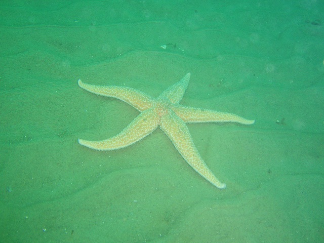 Common starfish (Asterias rubens) on the sand, Rosalie wreck, North Norfolk U.K