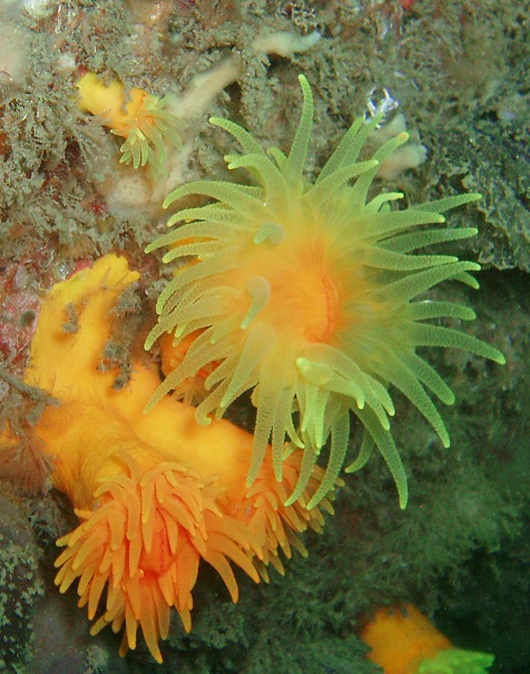 Sunset cup corals (Leptopsammia pruvoti), L'Étac, Sark C.I.