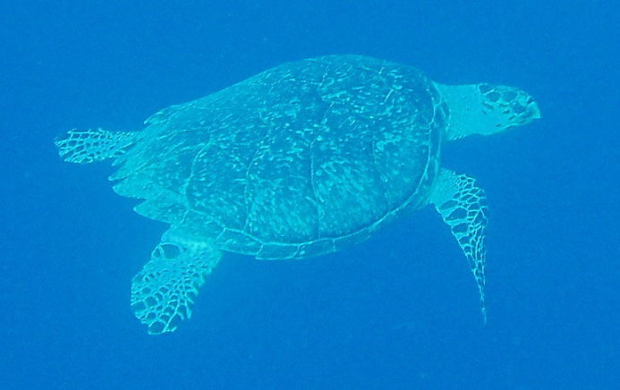Hawksbill turtle (Eretmochelys imbricata) in the blue, Long Caye, Belize